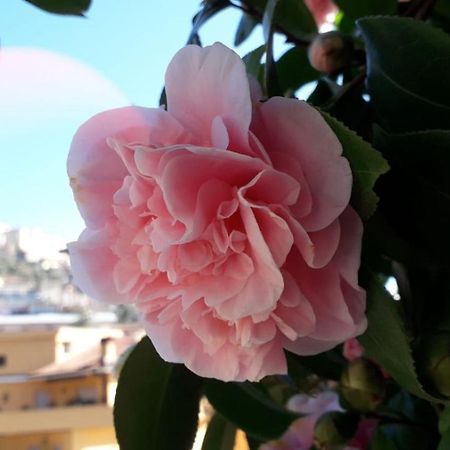 باليسترينا B&B Il Giardino Delle Camelie المظهر الخارجي الصورة