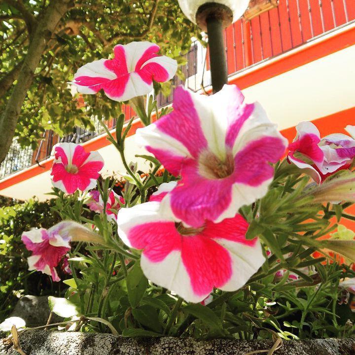 باليسترينا B&B Il Giardino Delle Camelie المظهر الخارجي الصورة